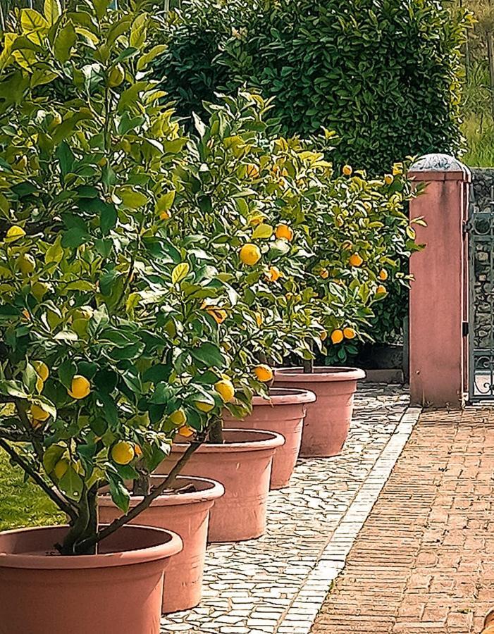 Casa Vacanze Monte Villa ピエーヴェ・ディ・ソリーゴ エクステリア 写真